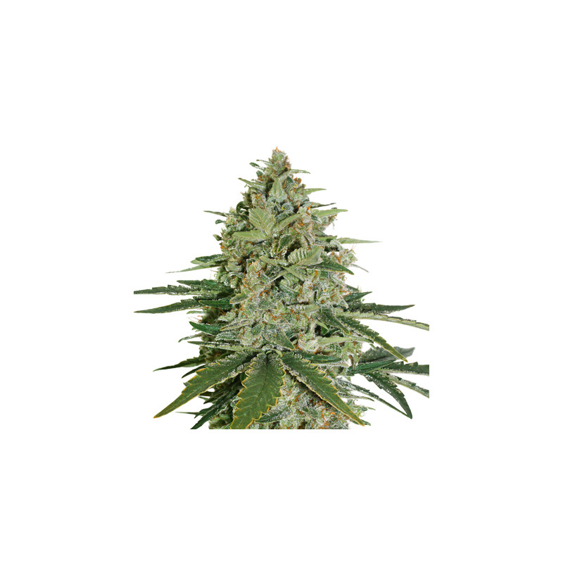 Super Skunk fem â  - 1